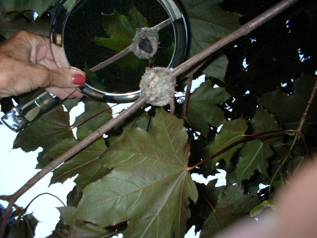 A person holding onto a branch with leaves