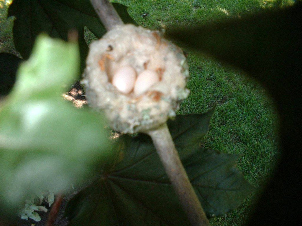 A close up of the nest on a tree