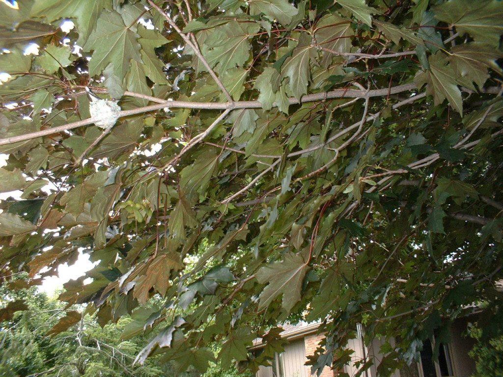 A tree with green leaves hanging from it's branches.