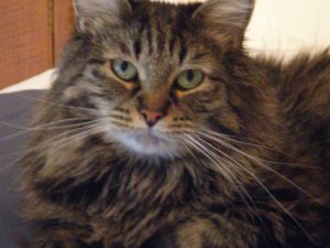 A cat is sitting on the floor looking at something.