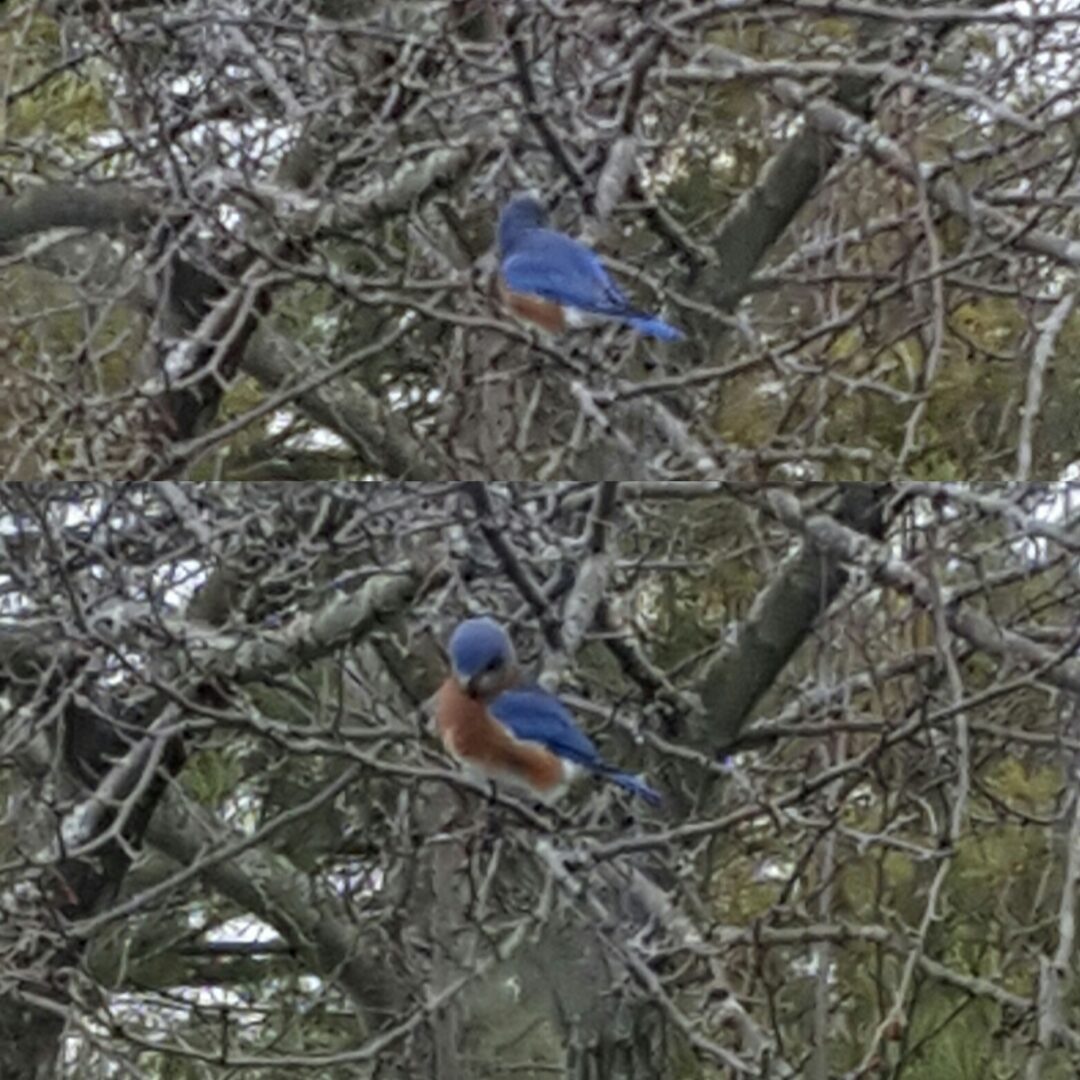 A blue bird sitting on top of a tree branch.