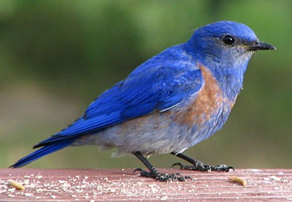 Bluebirds Have a Special Energy