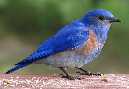 A blue bird is standing on the ground